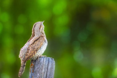 Farklı bir ağaçkakan türü. Doğa geçmişi. Avrasyalı Köylü. Jynx torquilla.