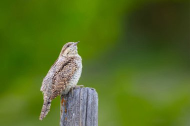 Farklı bir ağaçkakan türü. Doğa geçmişi. Avrasyalı Köylü. Jynx torquilla.