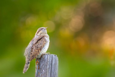 Farklı bir ağaçkakan türü. Doğa geçmişi. Avrasyalı Köylü. Jynx torquilla.