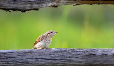 Farklı bir ağaçkakan türü. Doğa geçmişi. Avrasyalı Köylü. Jynx torquilla.