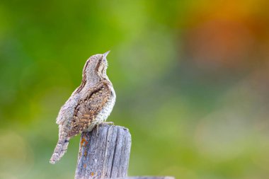 Farklı bir ağaçkakan türü. Doğa geçmişi. Avrasyalı Köylü. Jynx torquilla.