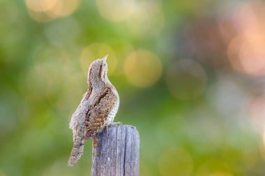 Farklı bir ağaçkakan türü. Doğa geçmişi. Avrasyalı Köylü. Jynx torquilla.