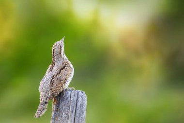 Farklı bir ağaçkakan türü. Doğa geçmişi. Avrasyalı Köylü. Jynx torquilla.