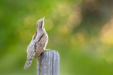 Farklı bir ağaçkakan türü. Doğa geçmişi. Avrasyalı Köylü. Jynx torquilla.