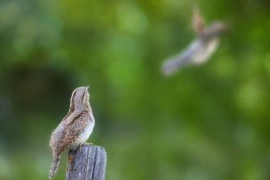 Farklı bir ağaçkakan türü. Doğa geçmişi. Avrasyalı Köylü. Jynx torquilla.