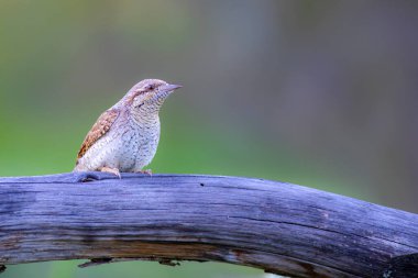Farklı bir ağaçkakan türü. Doğa geçmişi. Avrasyalı Köylü. Jynx torquilla.