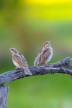 Farklı bir ağaçkakan türü. Doğa geçmişi. Avrasyalı Köylü. Jynx torquilla.