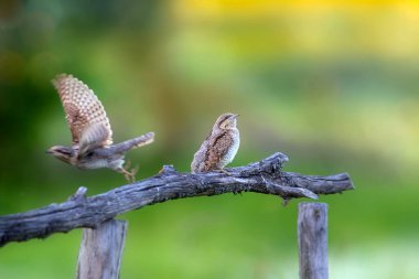 Farklı bir ağaçkakan türü. Doğa geçmişi. Avrasyalı Köylü. Jynx torquilla.