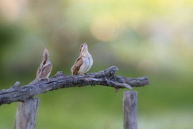 Farklı bir ağaçkakan türü. Doğa geçmişi. Avrasyalı Köylü. Jynx torquilla.