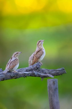 Farklı bir ağaçkakan türü. Doğa geçmişi. Avrasyalı Köylü. Jynx torquilla.