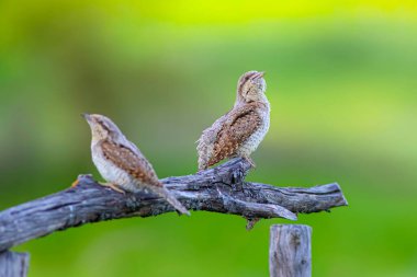 Farklı bir ağaçkakan türü. Doğa geçmişi. Avrasyalı Köylü. Jynx torquilla.
