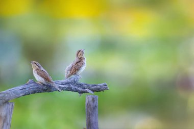 Farklı bir ağaçkakan türü. Doğa geçmişi. Avrasyalı Köylü. Jynx torquilla.