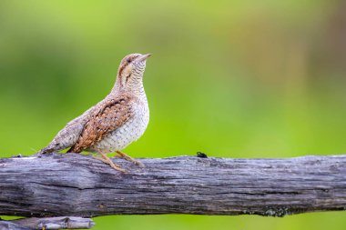 Farklı bir ağaçkakan türü. Doğa geçmişi. Avrasyalı Köylü. Jynx torquilla.