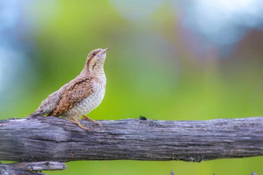 Farklı bir ağaçkakan türü. Doğa geçmişi. Avrasyalı Köylü. Jynx torquilla.