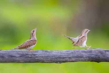 Farklı bir ağaçkakan türü. Doğa geçmişi. Avrasyalı Köylü. Jynx torquilla.