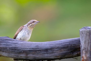 Farklı bir ağaçkakan türü. Doğa geçmişi. Avrasyalı Köylü. Jynx torquilla.