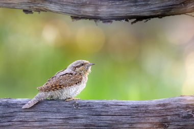 Farklı bir ağaçkakan türü. Doğa geçmişi. Avrasyalı Köylü. Jynx torquilla.