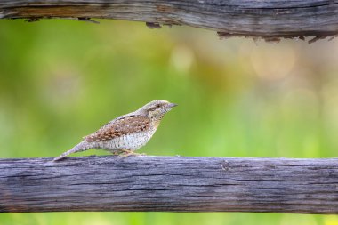 Farklı bir ağaçkakan türü. Doğa geçmişi. Avrasyalı Köylü. Jynx torquilla.