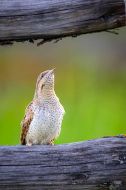 Farklı bir ağaçkakan türü. Doğa geçmişi. Avrasyalı Köylü. Jynx torquilla.