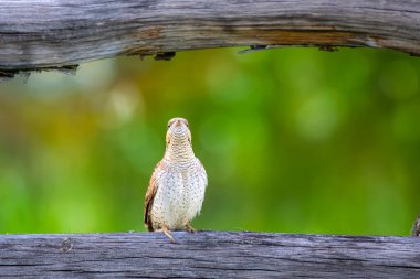 Farklı bir ağaçkakan türü. Doğa geçmişi. Avrasyalı Köylü. Jynx torquilla.