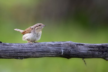 Farklı bir ağaçkakan türü. Doğa geçmişi. Avrasyalı Köylü. Jynx torquilla.