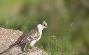 Guguk kuşu. Büyük Benekli Guguk Kuşu. Clamator Belandarius. Doğa arkaplanı. 
