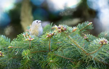 Sevimli küçük kuş. Goldcrest. Regulus regulus. Yeşil doğa arkaplanı.
