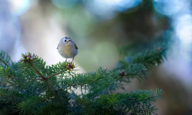 Sevimli küçük kuş. Goldcrest. Regulus regulus. Yeşil doğa arkaplanı.