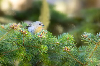 Sevimli küçük kuş. Goldcrest. Regulus regulus. Yeşil doğa arkaplanı.