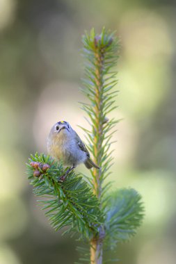 Sevimli küçük kuş. Goldcrest. Regulus regulus. Yeşil doğa arkaplanı.