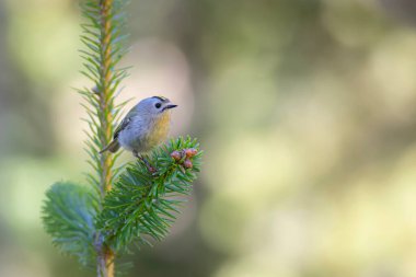 Sevimli küçük kuş. Goldcrest. Regulus regulus. Yeşil doğa arkaplanı.