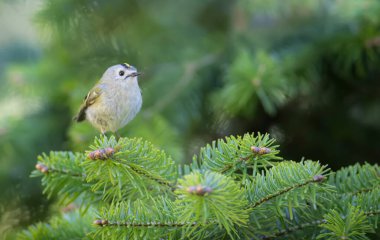 Sevimli küçük kuş. Goldcrest. Regulus regulus. Yeşil doğa arkaplanı.