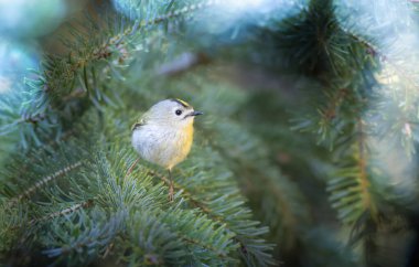 Sevimli küçük kuş. Goldcrest. Regulus regulus. Yeşil doğa arkaplanı.