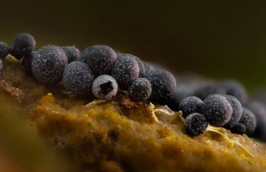 Sümük kalıpları. Dünyadaki en küçük mantarlar. Doğanın gizemli yaratıkları. Doğa arkaplanı. 