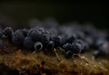 Sümük kalıpları. Dünyadaki en küçük mantarlar. Doğanın gizemli yaratıkları. Doğa arkaplanı. 