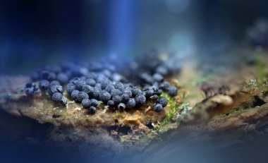 Sümük kalıpları. Dünyadaki en küçük mantarlar. Doğanın gizemli yaratıkları. Doğa arkaplanı. 