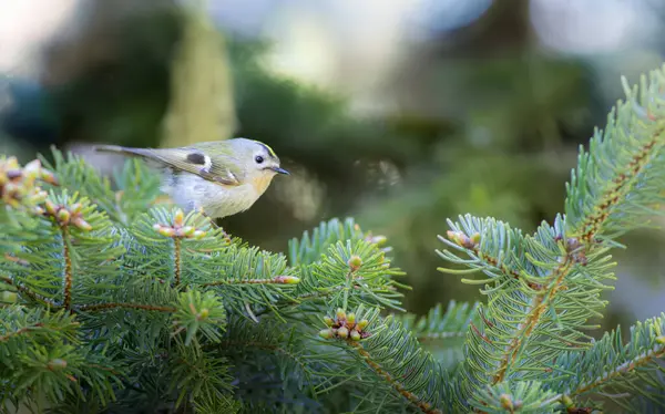 Sevimli küçük kuş. Goldcrest. Regulus regulus. Yeşil doğa arkaplanı.