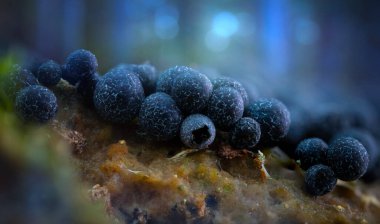 Sümük kalıpları. Dünyadaki en küçük mantarlar. Doğanın gizemli yaratıkları. Doğa arkaplanı. 