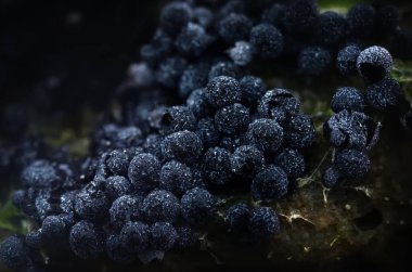 Sümük kalıpları. Dünyadaki en küçük mantarlar. Doğanın gizemli yaratıkları. Doğa arkaplanı. 