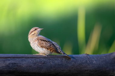 Farklı bir ağaçkakan türü. Doğa geçmişi. Avrasyalı Köylü. Jynx torquilla.