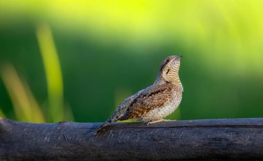 Farklı bir ağaçkakan türü. Doğa geçmişi. Avrasyalı Köylü. Jynx torquilla.