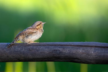Farklı bir ağaçkakan türü. Doğa geçmişi. Avrasyalı Köylü. Jynx torquilla.