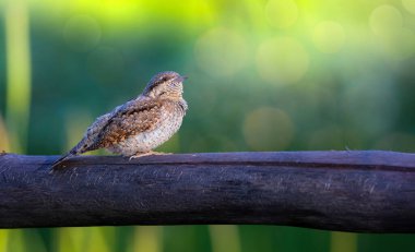 Farklı bir ağaçkakan türü. Doğa geçmişi. Avrasyalı Köylü. Jynx torquilla.