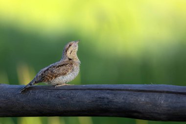 Farklı bir ağaçkakan türü. Doğa geçmişi. Avrasyalı Köylü. Jynx torquilla.