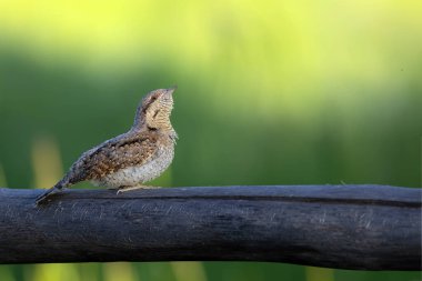 Farklı bir ağaçkakan türü. Doğa geçmişi. Avrasyalı Köylü. Jynx torquilla.