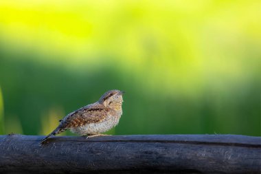 Farklı bir ağaçkakan türü. Doğa geçmişi. Avrasyalı Köylü. Jynx torquilla.