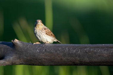 Farklı bir ağaçkakan türü. Doğa geçmişi. Avrasyalı Köylü. Jynx torquilla.