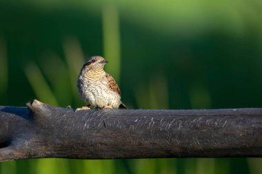 Farklı bir ağaçkakan türü. Doğa geçmişi. Avrasyalı Köylü. Jynx torquilla.