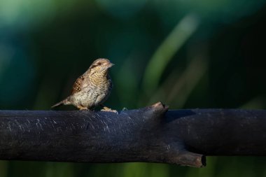 Farklı bir ağaçkakan türü. Doğa geçmişi. Avrasyalı Köylü. Jynx torquilla.