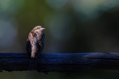 Farklı bir ağaçkakan türü. Doğa geçmişi. Avrasyalı Köylü. Jynx torquilla.